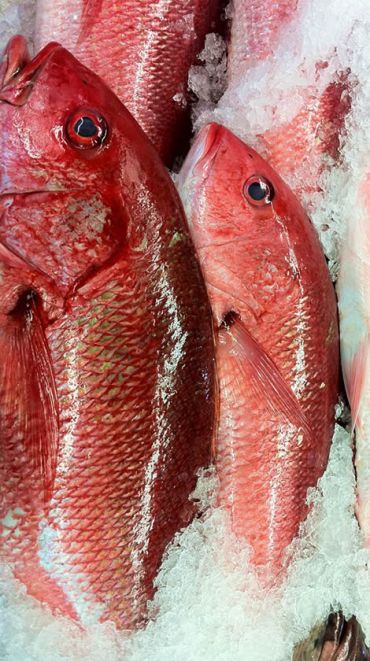 Red Snapper